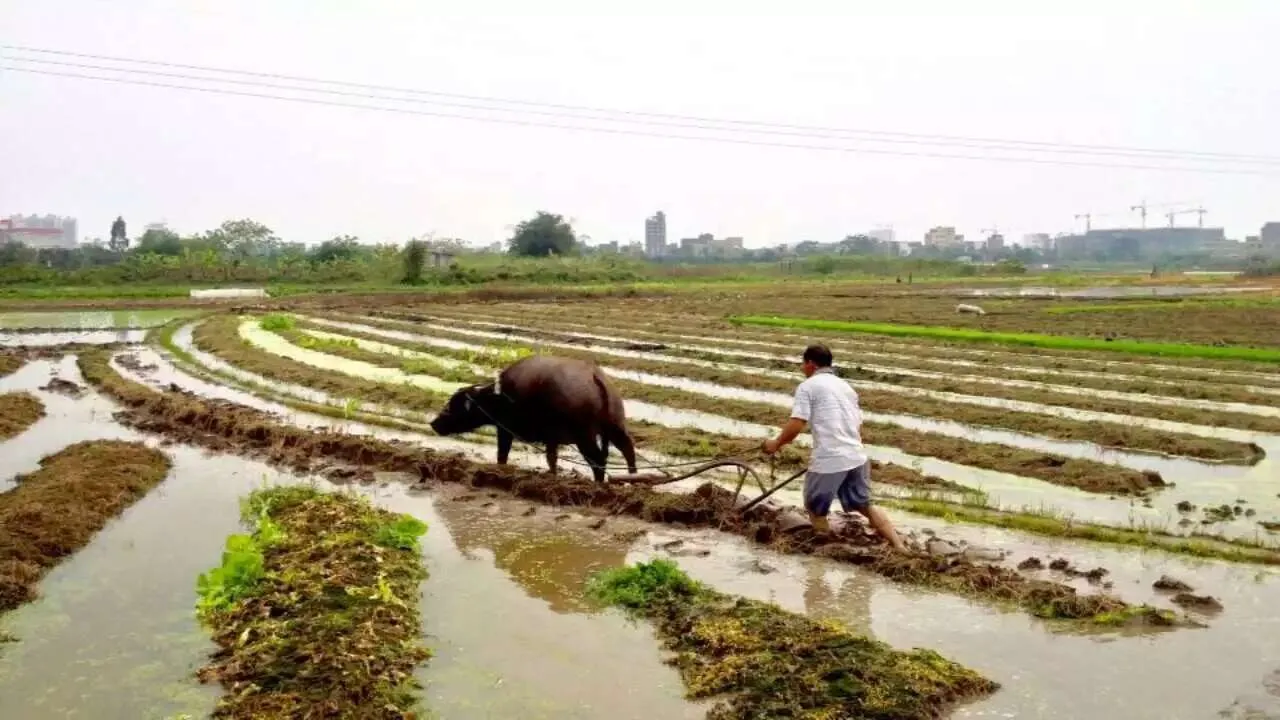 A farmer plowing a wet field with a buffalo.