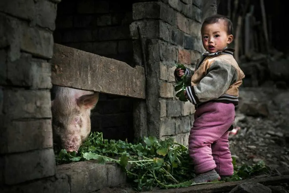 A child standing beside a pig pen in a village lane.